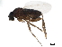  ( - BIOUG36880-A06)  @13 [ ] CreativeCommons - Attribution (2018) CBG Photography Group Centre for Biodiversity Genomics