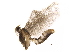  ( - BIOUG36883-G06)  @11 [ ] CreativeCommons - Attribution (2018) CBG Photography Group Centre for Biodiversity Genomics