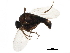  ( - BIOUG36898-A05)  @13 [ ] CreativeCommons - Attribution (2018) CBG Photography Group Centre for Biodiversity Genomics