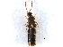  ( - CCDB-28935-D12)  @11 [ ] CreativeCommons - Attribution (2015) CBG Photography Group Centre for Biodiversity Genomics