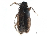  ( - CCDB-28937-C12)  @11 [ ] CreativeCommons - Attribution (2015) CBG Photography Group Centre for Biodiversity Genomics