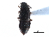  ( - CCDB-28937-D04)  @11 [ ] CreativeCommons - Attribution (2015) CBG Photography Group Centre for Biodiversity Genomics