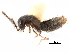 (Acrotona subpygmaea - CCDB-28976-D03)  @13 [ ] CreativeCommons - Attribution (2015) CBG Photography Group Centre for Biodiversity Genomics
