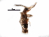  ( - CCDB-30578-B01)  @11 [ ] CreativeCommons - Attribution (2017) CBG Photography Group Centre for Biodiversity Genomics