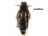  ( - CCDB-30578-D11)  @11 [ ] CreativeCommons - Attribution (2017) CBG Photography Group Centre for Biodiversity Genomics