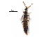  ( - CCDB-30578-F04)  @11 [ ] CreativeCommons - Attribution (2017) CBG Photography Group Centre for Biodiversity Genomics