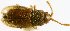 (Atomaria cribricollis - CNC19800626)  @11 [ ] Copyright (2019) Georges Pelletier Canadian Forest Service, Laurentian Forestry Centre