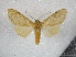  ( - BC-MNHN-LEP01634)  @11 [ ] Creative Commons (2022) Benoit VINCENT Unspecified