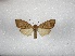  ( - BC-MNHN-LEP01662)  @11 [ ] Creative Commons (2022) Benoit VINCENT Unspecified