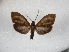  ( - BC-MNHN-LEP01671)  @11 [ ] Creative Commons (2022) Benoit VINCENT Unspecified