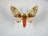  ( - BC-MNHN-LEP01675)  @11 [ ] Creative Commons (2022) Benoit VINCENT Unspecified