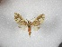  ( - BC-MNHN-LEP01680)  @11 [ ] Creative Commons (2022) Benoit VINCENT Unspecified