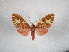  ( - BC-MNHN-LEP01681)  @11 [ ] Creative Commons (2022) Benoit VINCENT Unspecified