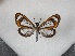  ( - BC-MNHN-LEP01690)  @11 [ ] Creative Commons (2022) Benoit VINCENT Unspecified