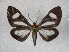  ( - BC-MNHN-LEP01696)  @11 [ ] Creative Commons (2022) Benoit VINCENT Unspecified