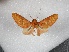  (Toulgoetarctia melanogramica - BC-MNHN-LEP01740)  @11 [ ] Creative Commons (2022) Benoit VINCENT Unspecified