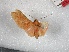  (Toulgoetarctia decurtata - BC-MNHN-LEP01742)  @11 [ ] Creative Commons (2022) Benoit VINCENT Unspecified
