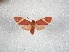  ( - BC-MNHN-LEP01750)  @11 [ ] Creative Commons (2022) Benoit VINCENT Unspecified