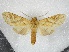 (Leucanopsis obvia - BC-MNHN-LEP01764)  @11 [ ] Creative Commons (2022) Benoit VINCENT Unspecified