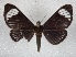 ( - BC-MNHN-LEP01768)  @11 [ ] Creative Commons (2022) Benoit VINCENT Unspecified