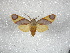  ( - BC-MNHN-LEP01772.1)  @11 [ ] CreativeCommons - Attribution Share-Alike (2022) Unspecified Museum National d'Histoire Naturelle, Paris