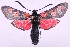  (Zygaena lonicerae - MM18408)  @14 [ ] No Rights Reserved (2010) Marko Mutanen University of Oulu