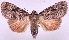  (Amphipyra pyramidea - MM18532)  @15 [ ] No Rights Reserved (2011) Marko Mutanen University of Oulu