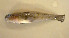  (Lesueurigobius friesii - 5472)  @12 [ ] CreativeCommons - Attribution Non-Commercial Share-Alike (2014) Michael Noren Swedish Museum of Natural History