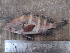  ( - LQDWL-TIS-30-12-2013-023)  @13 [ ] Copyright (2014) Guarat Biodiversity Gene Bank, GSBTM, DST, GoG Guarat Biodiversity Gene Bank, GSBTM, DST, GoG