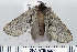  ( - DNA-ATBI-0074)  @14 [ ] CreativeCommons - Attribution (2010) Unspecified Centre for Biodiversity Genomics