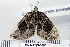  ( - DNA-ATBI-0198)  @13 [ ] CreativeCommons - Attribution (2010) Unspecified Centre for Biodiversity Genomics