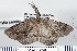  ( - DNA-ATBI-0228)  @13 [ ] CreativeCommons - Attribution (2010) Unspecified Centre for Biodiversity Genomics