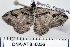  ( - DNA-ATBI-0236)  @13 [ ] CreativeCommons - Attribution (2010) Unspecified Centre for Biodiversity Genomics