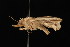  ( - DNA-ATBI-0733)  @12 [ ] CreativeCommons - Attribution (2010) Unspecified Centre for Biodiversity Genomics