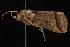  ( - DNA-ATBI-0725)  @13 [ ] CreativeCommons - Attribution (2010) Unspecified Centre for Biodiversity Genomics