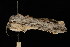  ( - DNA-ATBI-0738)  @12 [ ] CreativeCommons - Attribution (2010) Unspecified Centre for Biodiversity Genomics