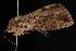  ( - DNA-ATBI-0635)  @13 [ ] CreativeCommons - Attribution (2010) Unspecified Centre for Biodiversity Genomics