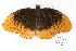  (Speyeria diana - DNA-ATBI-0794)  @14 [ ] CreativeCommons - Attribution (2010) Unspecified Centre for Biodiversity Genomics
