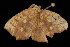 ( - DNA-ATBI-0209)  @12 [ ] CreativeCommons - Attribution (2010) Unspecified Centre for Biodiversity Genomics