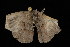  ( - DNA-ATBI-0182)  @12 [ ] CreativeCommons - Attribution (2010) Unspecified Centre for Biodiversity Genomics