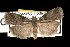  ( - DNA-ATBI-1079)  @13 [ ] CreativeCommons - Attribution (2010) Unspecified Centre for Biodiversity Genomics