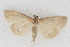  (Phlyctaenia helvalis - DNA-ATBI-1257)  @14 [ ] CreativeCommons - Attribution (2010) Unspecified Centre for Biodiversity Genomics