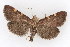  (Hypsopygia sp - DNA-ATBI-1311)  @14 [ ] CreativeCommons - Attribution (2010) Unspecified Centre for Biodiversity Genomics