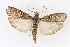  (Dioryctria yatesi - DNA-ATBI-1357)  @14 [ ] CreativeCommons - Attribution (2010) Unspecified Centre for Biodiversity Genomics