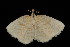  ( - DNA-ATBI-2144)  @13 [ ] CreativeCommons - Attribution (2010) Unspecified Centre for Biodiversity Genomics