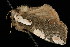  ( - DNA-ATBI-2577)  @13 [ ] CreativeCommons - Attribution (2010) Unspecified Centre for Biodiversity Genomics