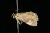  (Evergestis unimacula - DNA-ATBI-2619)  @14 [ ] CreativeCommons - Attribution (2010) Unspecified Centre for Biodiversity Genomics