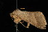  ( - DNA-ATBI-2816)  @13 [ ] CreativeCommons - Attribution (2010) Unspecified Centre for Biodiversity Genomics