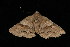  ( - DNA-ATBI-2918)  @12 [ ] CreativeCommons - Attribution (2010) Unspecified Centre for Biodiversity Genomics