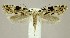  (Nemapogon auropulvella - DNA-ATBI-3036)  @14 [ ] CreativeCommons - Attribution (2010) Unspecified Centre for Biodiversity Genomics